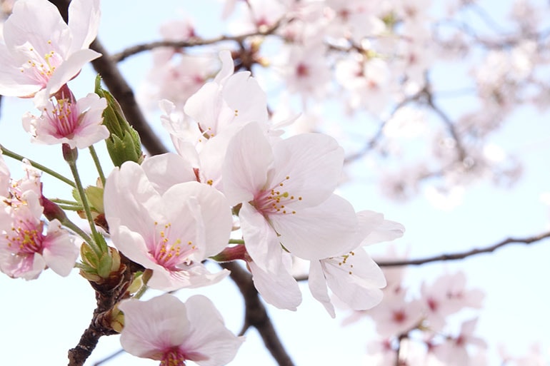 桜をキレイに撮る5つのポイント_9