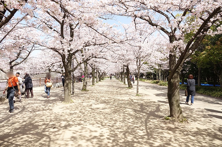 桜をキレイに撮る5つのポイント_6